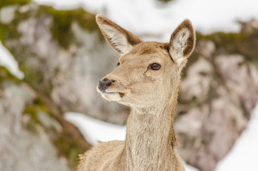 Head of a young female deer