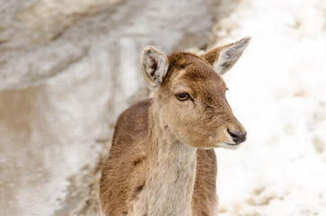 Head of a young female deer