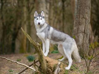 Husky, portrait