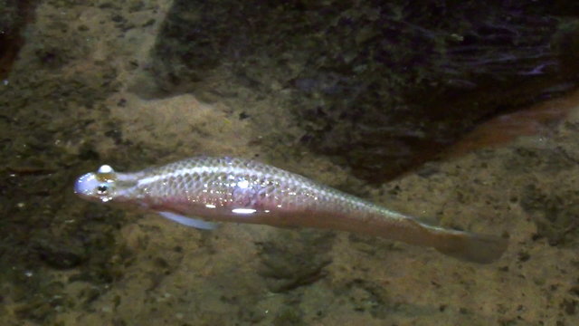 Largescale Four-Eyed Fish (Anableps Anableps)