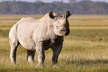 Beau rhinocéros noir