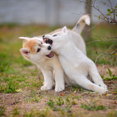 Husky puppies, playing