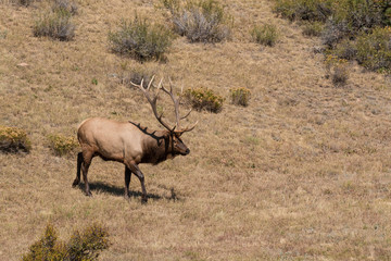 Bull Elk in Fall Rut