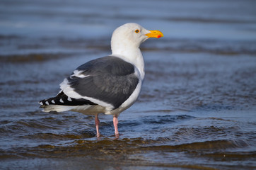A seagull stands on the beach