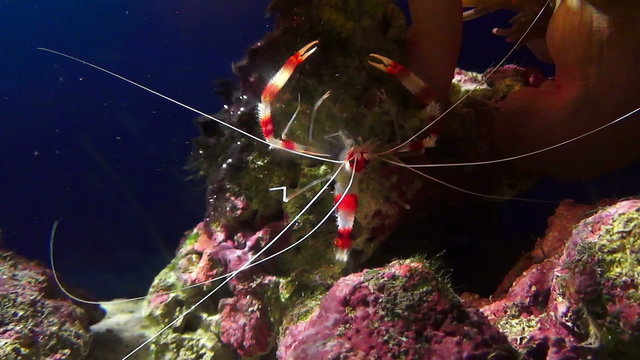 Banded Coral Shrimp (Stenopus Hispidus)