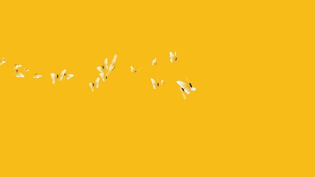 flock of beautiful butterflies flying left to right on yellow background with alpha channel