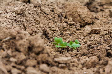 Plants growing up in the soil
