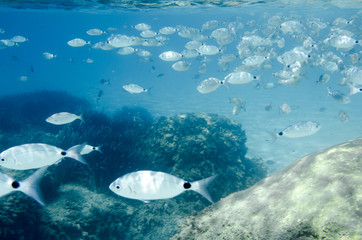 Fototapeta na wymiar Mediterranean fish underwater. Called Sparlotti in italian