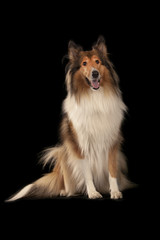 Rough Collie