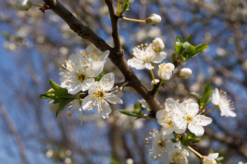 Blackthorn flower buds