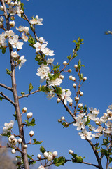 Blackthorn flower buds