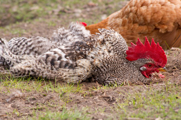 Hen and cock sunbathing