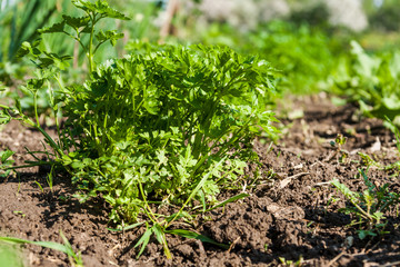Parsley plants in the garden