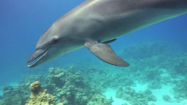 Dolphins Swims Near Divers