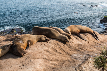 Fototapeta premium Five seals resting on a cliff at La Jolla Cove in La Jolla, California. 