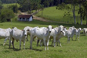 Fototapeta na wymiar cattle in pasture