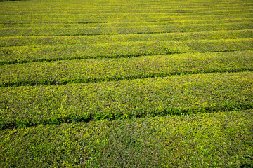 Portugal Azores Islands Sao Miguel tea plantation
