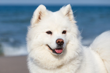 white Samoyed dog on the background of the sea.