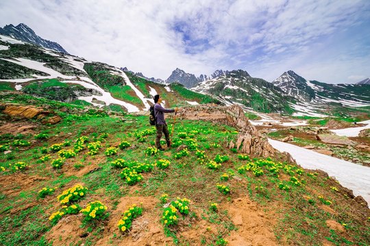 man standing in flower field with snow mountain and sunny day, Kashmir, India.
