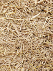 Hay background as a front view of a bale of hay as an agriculture farm and farming symbol of harvest time with dried grass straw as a bundled tied haystack