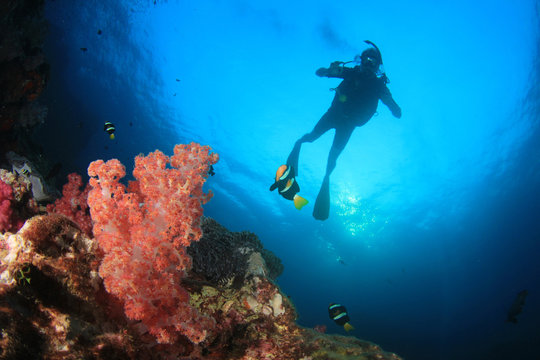 Scuba divers diving on underwater coral reef