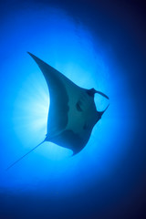 Obraz premium Manta Ray