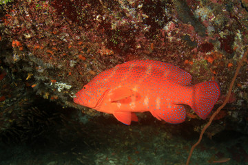 Obraz na płótnie Canvas Coral Grouper fish