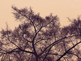 silhouette tree branch in retro effect color, abstract nature, nature background