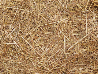 Texture hay closeup in color. Fodder for livestock and construction material. - obrazy, fototapety, plakaty