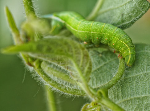 closeup caterpillar on green leaf in garden