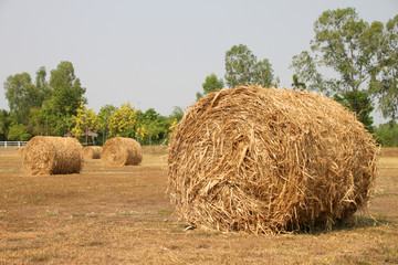 dried sugar cane leaves bales on farmland