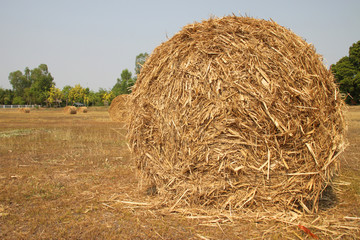 dried sugar cane leaves bales on farmland