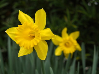 ラッパズイセン