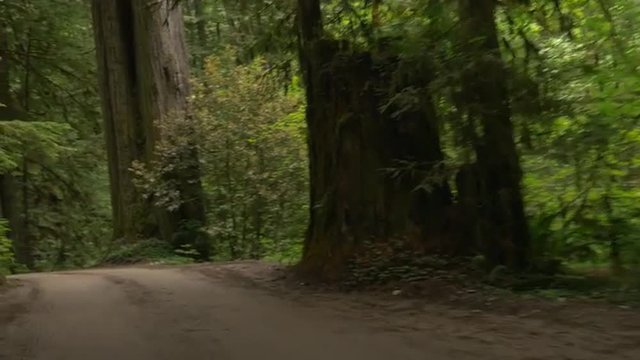 Driving  on Howland Hill Road through a portion of Jedediah Smith Redwoods State Park, California