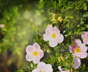 Summer beautiful flowers