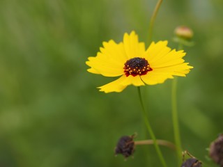 Beautiful Yellow Flower Blossom In The Garden