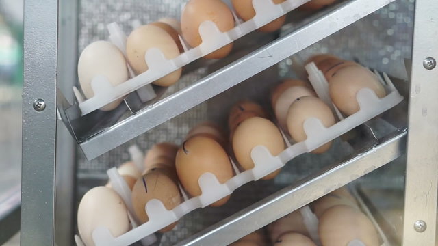 Video egg hatching machine close up view