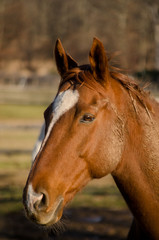 The Chestnut Mare
