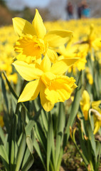 Fototapeta premium スイセン