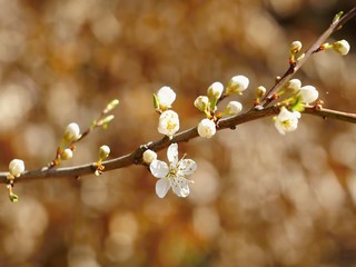 Blackthorn blossom in spring