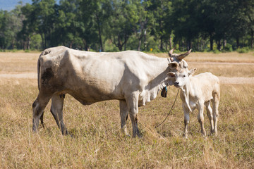 cows at bald mountain or grass mountain in Ranong province