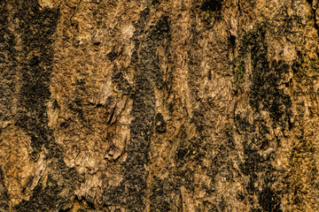 bark of tree background and texture