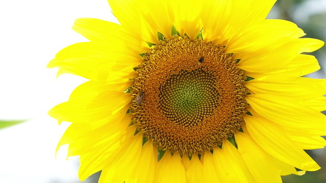 Video sunflower bloom and humble bee flying to collect pollen on blue sky background