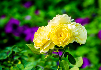 yellow rose in chiangmai Thailand