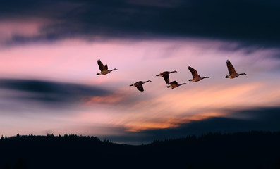 Fototapeta na wymiar Flock of geese during spring or autumn migration