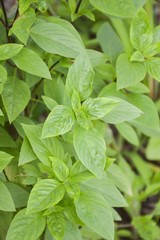 sweet basil tree in vegetable garden