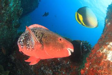 Red Parrotfish on coral reef