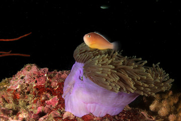 Naklejka na ściany i meble Sea Anemone and Skunk Clownfish (Anemonefish) fish