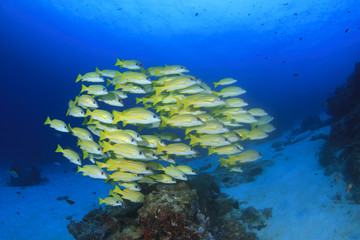 Fototapeta na wymiar School of Snapper fish on underwater coral reef