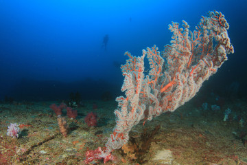Fototapeta na wymiar Scuba diving